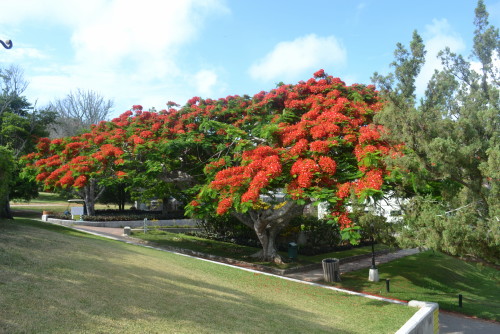 botanical gardens