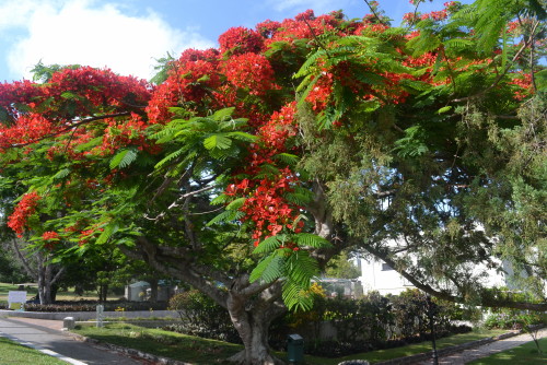 botanical garden