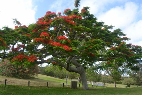 botanical garden