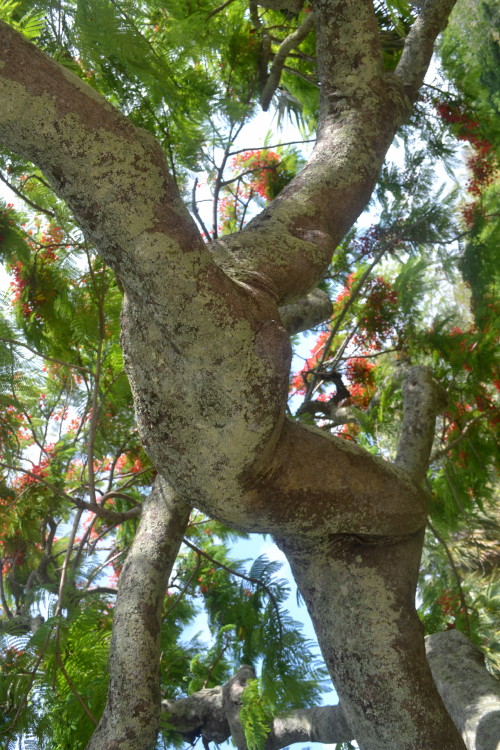 botanical garden