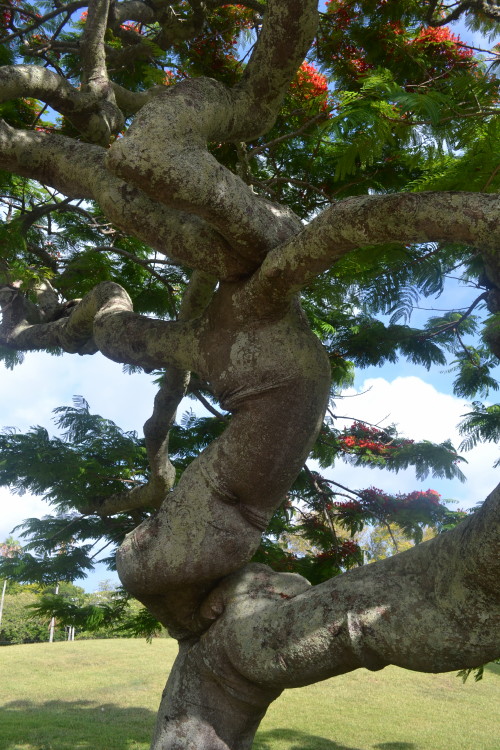botanical garden
