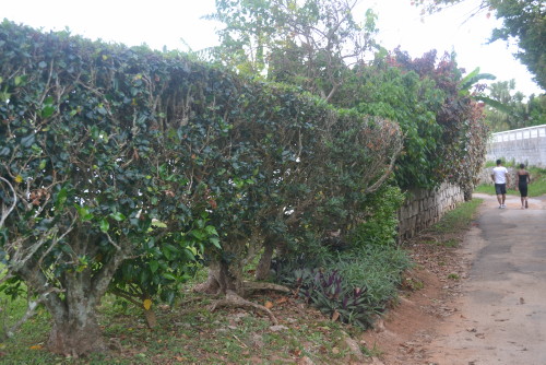 Railway trail